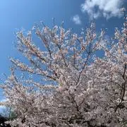 パピコ