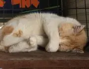 もふネコ