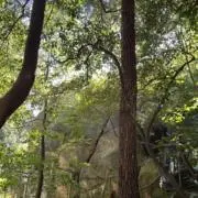 キラの画像