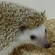はりはりの画像