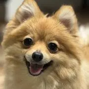 PoCo❷の画像