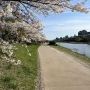 チョウの画像