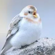 みるく