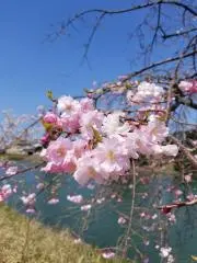 mimiの画像
