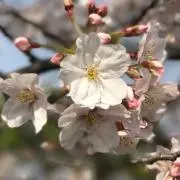 オラフの画像