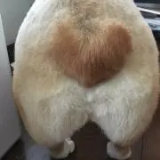 のあたんの画像