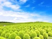 まめしばの画像