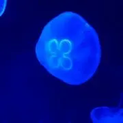 海の画像