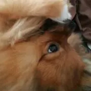 なな