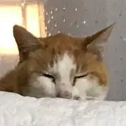 きくちゃんの画像