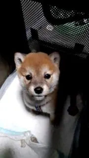 森田GOの画像