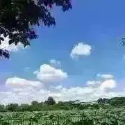 正宗の画像