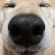 大ちゃんのお店の画像