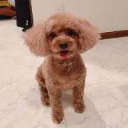 ゆーやんの画像