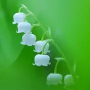 すずらん24⭐︎の画像