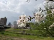 ソネザキの画像