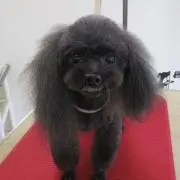 ちゅら様 ご確認用 トイプードル 置物 アクアマリン アベンチュリン