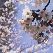 miiの画像