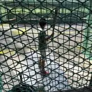 むらひろ