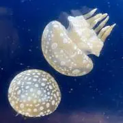 なつくらげの画像