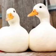 ピースの画像