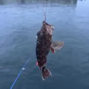 カサゴ