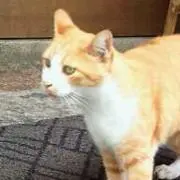 とらとらにゃん