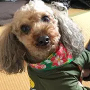 しおんの画像