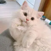 mmの画像