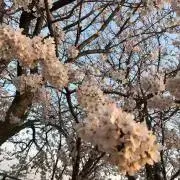 ひまわり
