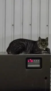 たまご