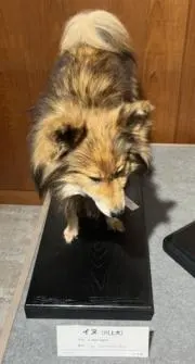 こあらっこの画像