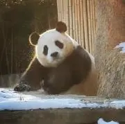 フッバオの画像