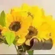 ☆ひまわり☆の画像
