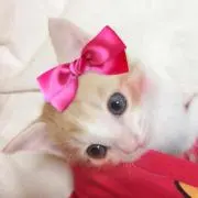 MOKOKO ☆プロフ必読
