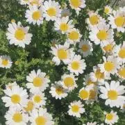 51の画像