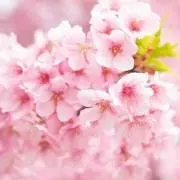 cherry blossom※プロフ確認の画像