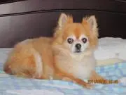 ぴこたんの画像