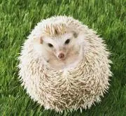 cochaの画像