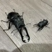 ぽんの画像