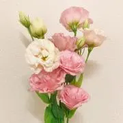 ゆんの画像