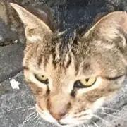 にゃごにゃごの画像