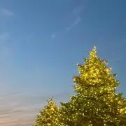 リノの画像