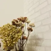 Rの画像