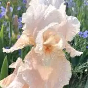 仙花の画像