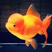 ななたん