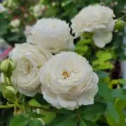 Rose (プロフご確認下さい)の画像