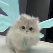 ハイビスカス．の画像