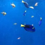 ららぴの画像