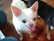 さくらの画像